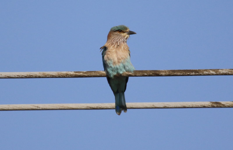 Indian Roller (Coracias benghalensis) Oman - Ras as Sawadi