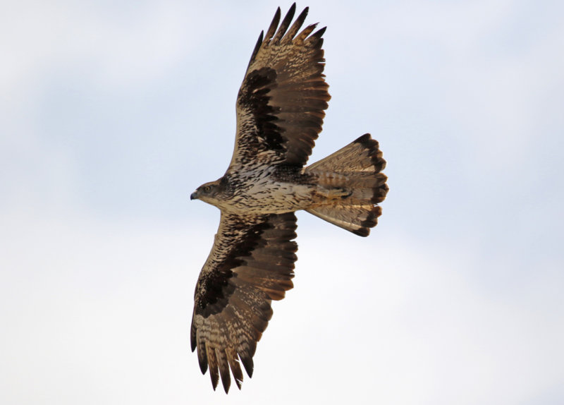 Bonelli's Eagle (Aquila fasciata fasciata) Oman - Tawi Atayr