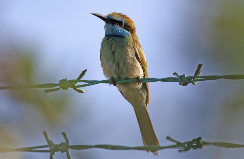Arabian Green Bee-eater (Merops cyanophrys) Oman - Muscat - Al Qurm Park