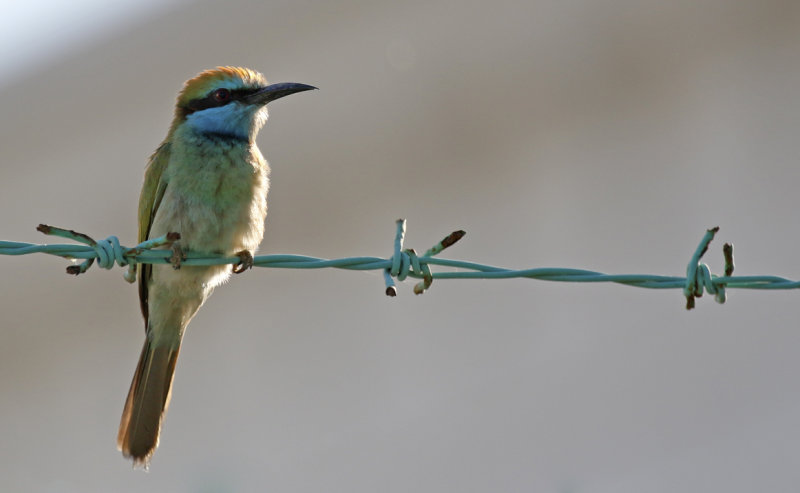 Arabian Green Bee-eater (Merops cyanophrys) Oman - Muscat - Al Qurm Park