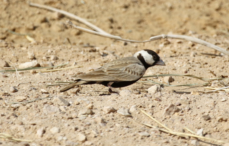 Black-crowned Sparrow-Lark (Eremopterix nigriceps) Oman - Dhofar - Al Beed Farms