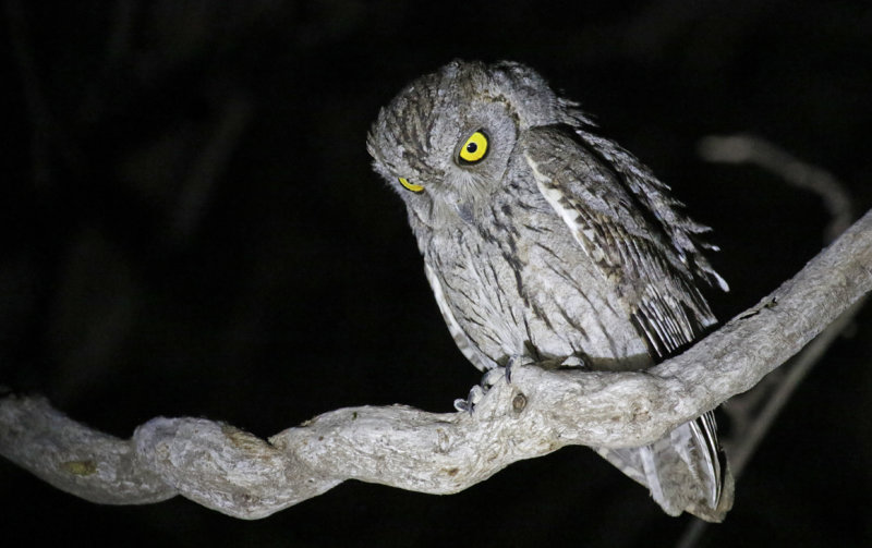 Arabian Scops Owl (Otus pamelae) Oman - Dhofar - Ayn Hamran
