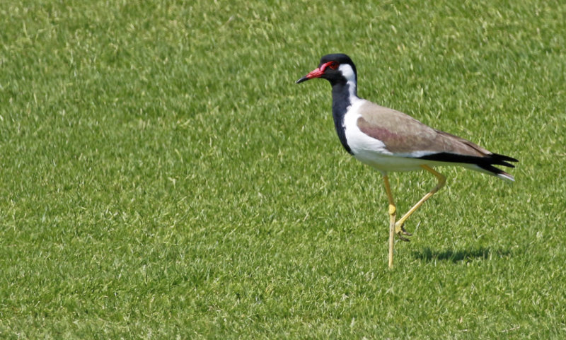 Red-wattled Lapwing (Vanellus indicus) Oman - Muscat - Al Mouj Golf Muscat