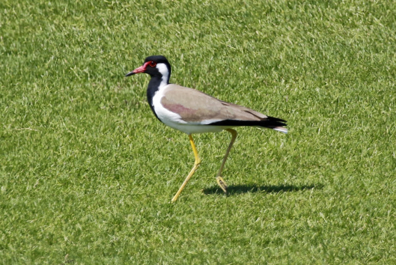 Red-wattled Lapwing (Vanellus indicus) Oman - Muscat -  Al Mouj Golf Muscat