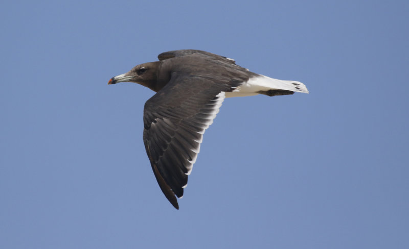 Sooty Gull (Ichthyaetus hemprichii) Oman - Khawr Barr al Hikman