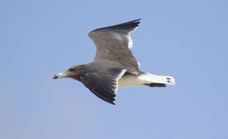Sooty Gull (Ichthyaetus hemprichii) Oman - Khawr Barr al Hikman