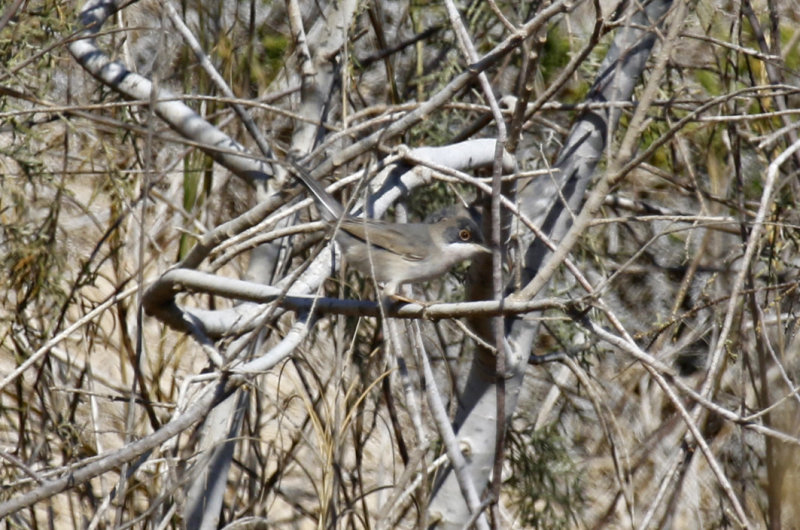 Menetriess Warbler(Curruca mystacea) Oman - Ash Sharqiyah