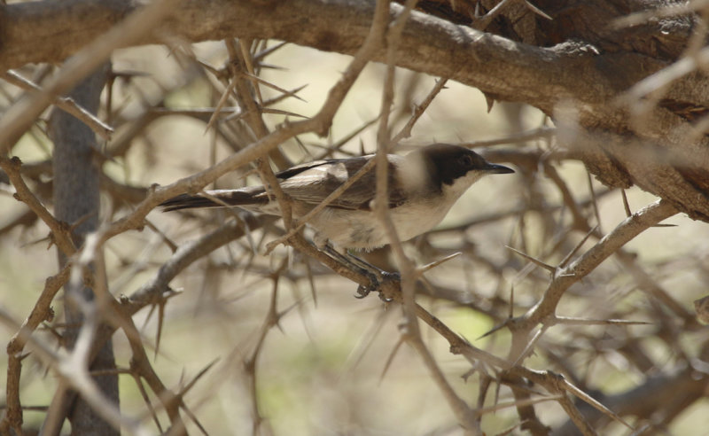 Arabian Warbler (Curruca leucomelaena leucomelaena)  Oman - Ayn Hamran