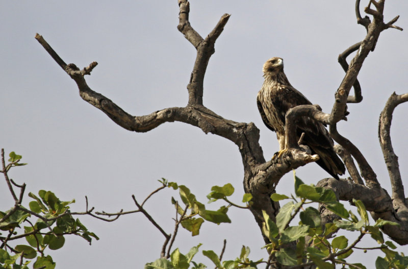 Eastern Imperial Eagle (Aquila heliaca) Oman - Dhofar - Wadi Darbat