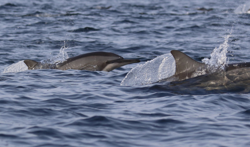 Spinner Dolphin (Stenella longirostris) Oman - Ras Mirbat - Arabian Sea 