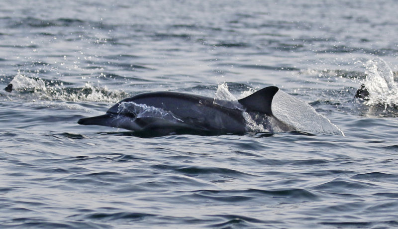 Spinner Dolphin (Stenella longirostris) Oman - Ras Mirbat - Arabian Sea