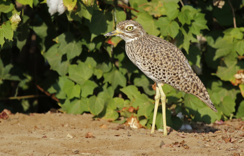 Spotted Thick-knee (Burhinus capensis dodsoni) Oman - Salalah - Khawr Al Balid