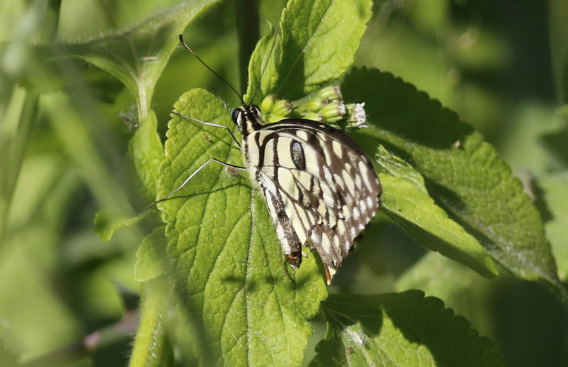 Lemon Butterfly (Papilio demoleus) Oman - Ash Sharqiyah - Al Ghabbi