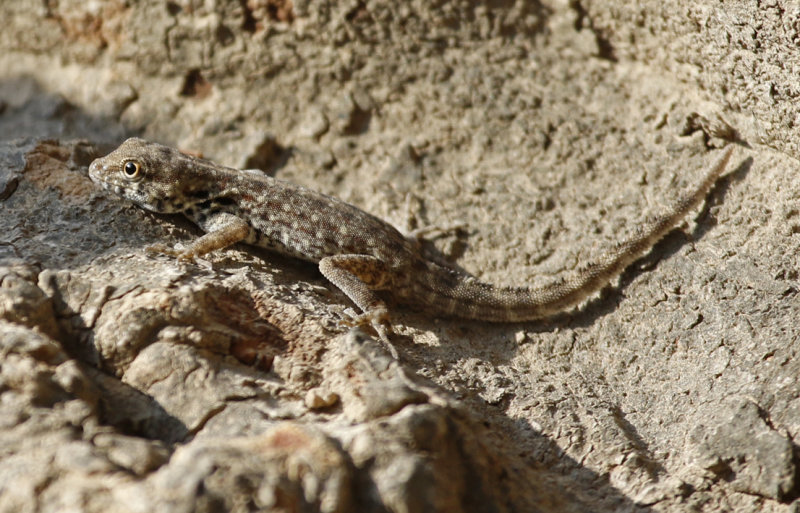 Persia Rock Gecko (Pristurus rupestris) Oman - Ayn Hamran