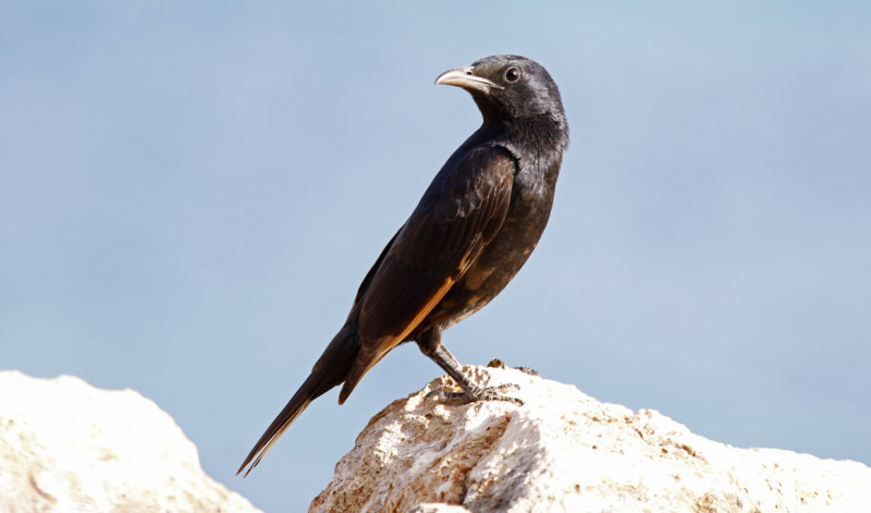 Tristram's Starling (Onychognathus tristramii) Oman - Al Maghsayl - Blow Holes