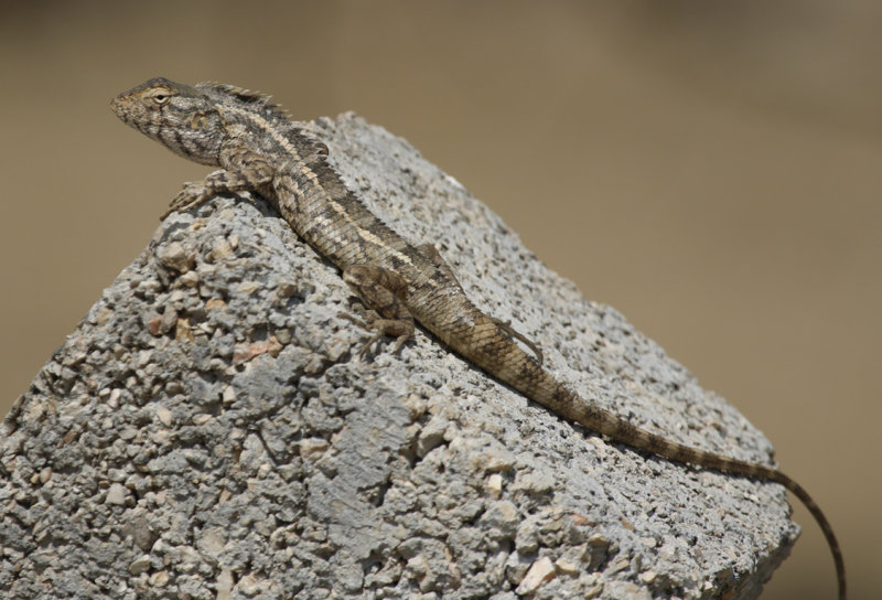 Oriental Garden Lizard (Calotes versicolor) Oman - Tawi Atayr