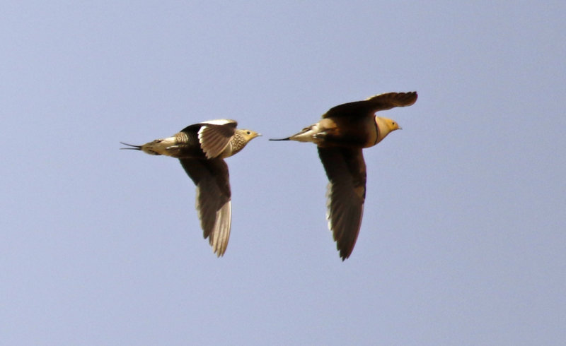 Chestnut-bellied Sandgrouse (Pterocles exustus erlangeri) Oman - Mudayy