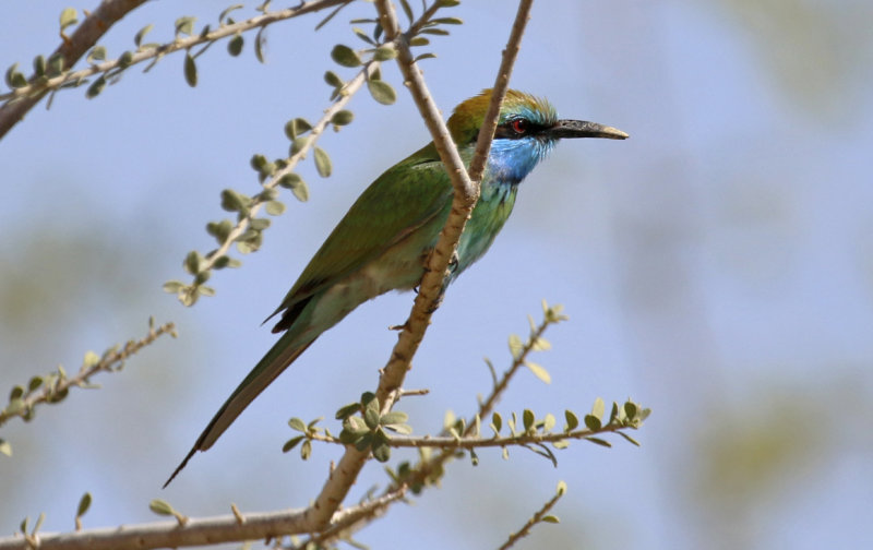 Arabian Green Bee-eater (Merops cyanophrys) Oman - Al Ansab Lagoons