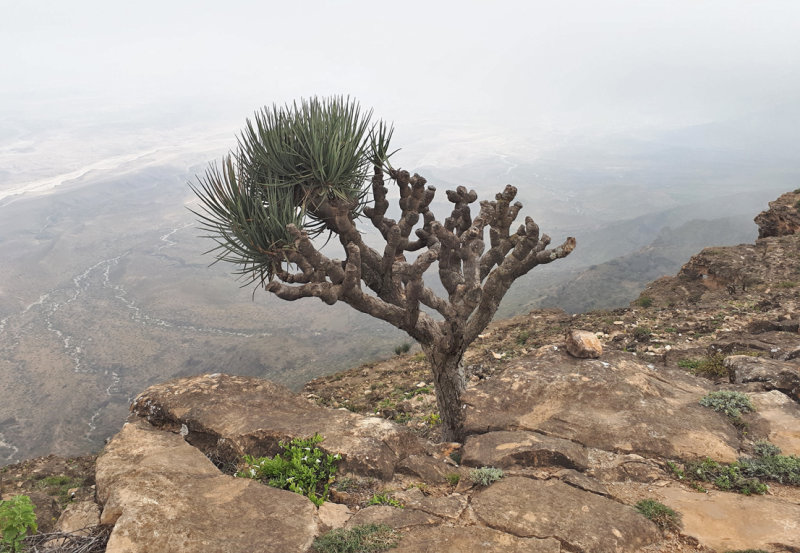 Plants: Paleotropical: African