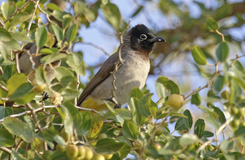 White-spectacled Bulbul (Pycnonotus xanthopygos) Oman - Ayn Hamran