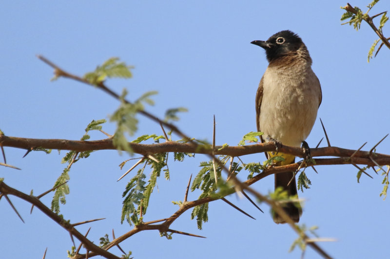 White-spectacled Bulbul (Pycnonotus xanthopygos) Oman - Ayn Hamran