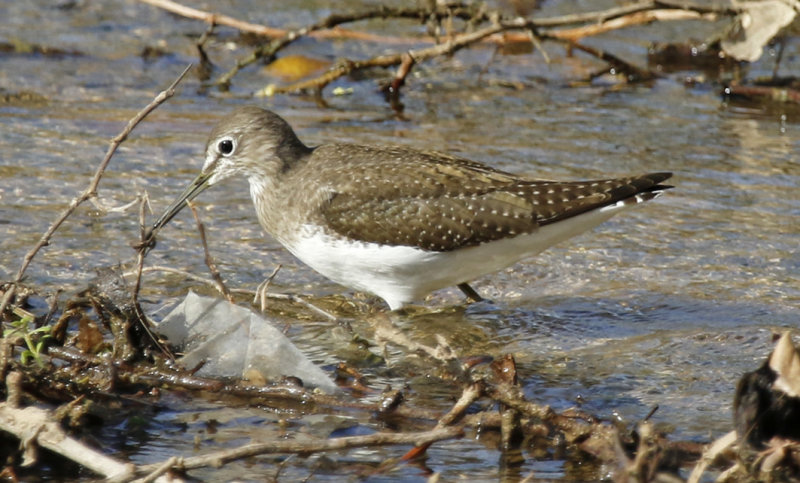 Green Sandpiper (Tringa ochropus) Oman - Dhofar - Ayn Hamran