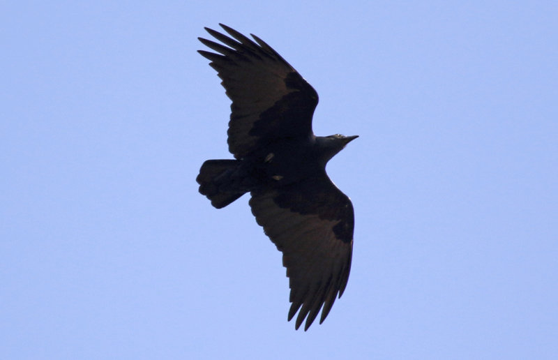 Fan-tailed Raven (Corvus rhipidurus) Oman - Tawi Atayr