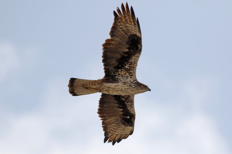 Bonellis Eagle (Aquila fasciata fasciata) Oman - Tawi Atayr