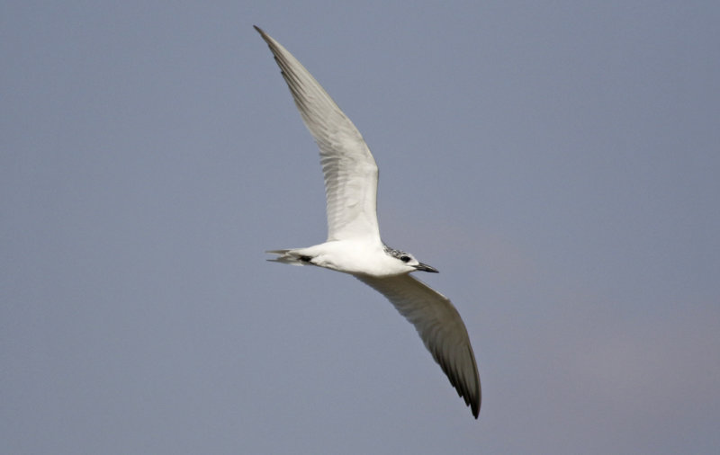 Gull-billed Tern (Gelochelidon nilotica) Oman - Salalah - Raysut Lagoon