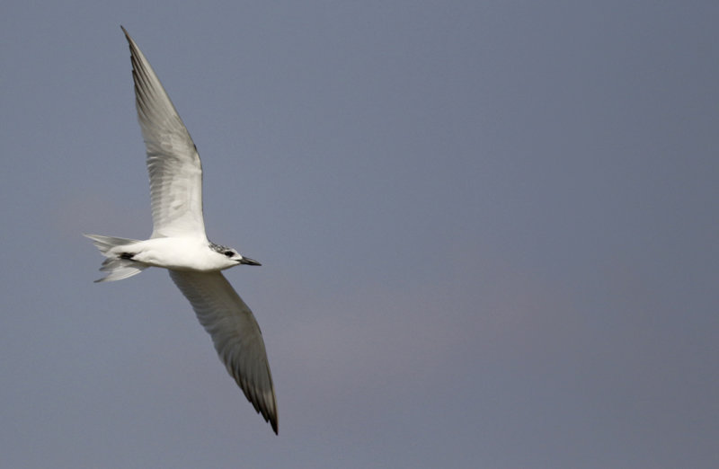 Gull-billed Tern (Gelochelidon nilotica) Oman - Salalah - Raysut Lagoon