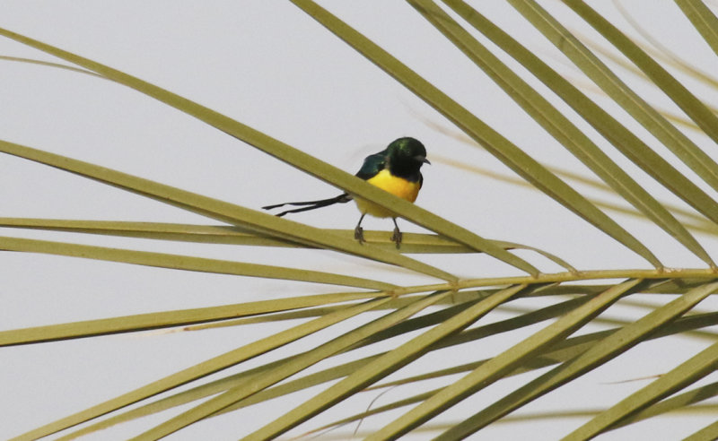 Nile Valley Sunbird (Hedydipna metallica)