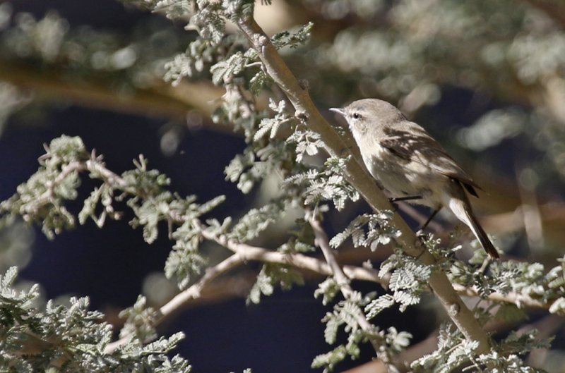 Plain Leaf Warbler (Phylloscopus neglectus) Oman - Wadi al Muaydin