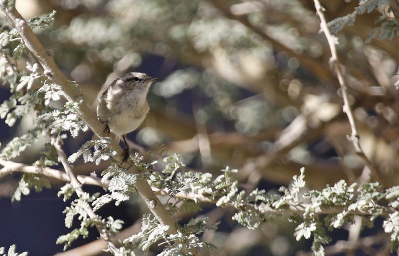 Plain Leaf Warbler (Phylloscopus neglectus) Oman - Wadi al Muaydin