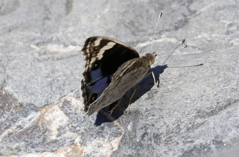 Blue Pansy Butterfly (Junonia orithya) Oman - Ad Dakhliyah