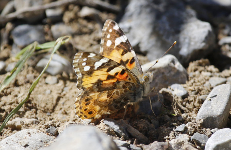 Painted Lady (Vanessa cardui) Oman - Ad Dakhliyah 