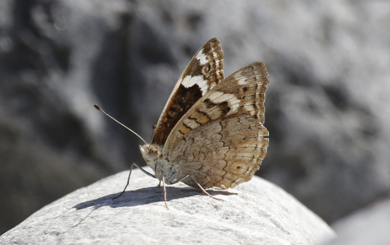 Blue Pansy Butterfly (Junonia orithya) Oman - Ad Dakhliyah