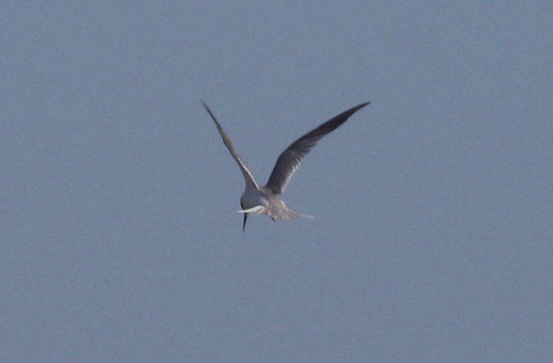 Saunders's Tern (Sternula saundersi) Oman - Barr Al Hikman