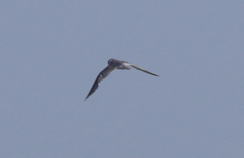 Saunders's Tern (Sternula saundersi) Oman - Barr Al Hikman