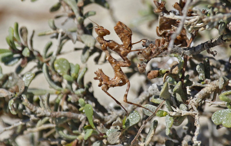 Mantis spec. - Oman - Barr Al Hikman
