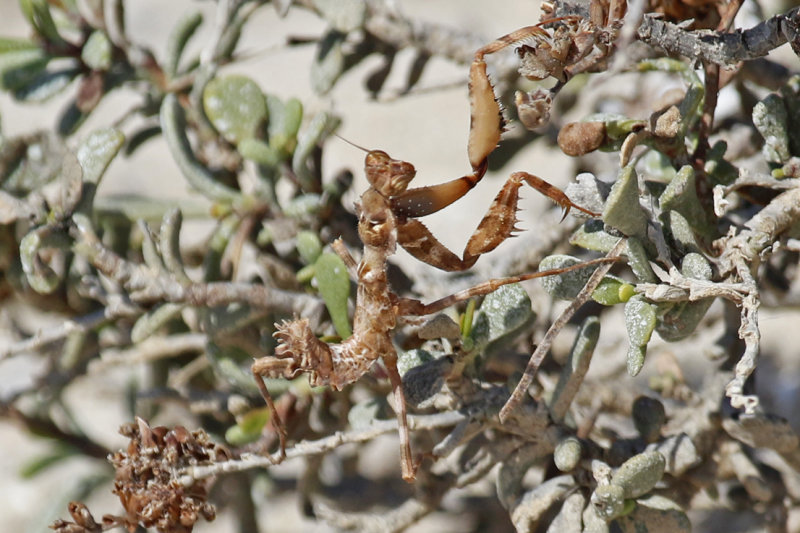 Mantis spec. - Oman - Barr Al Hikman