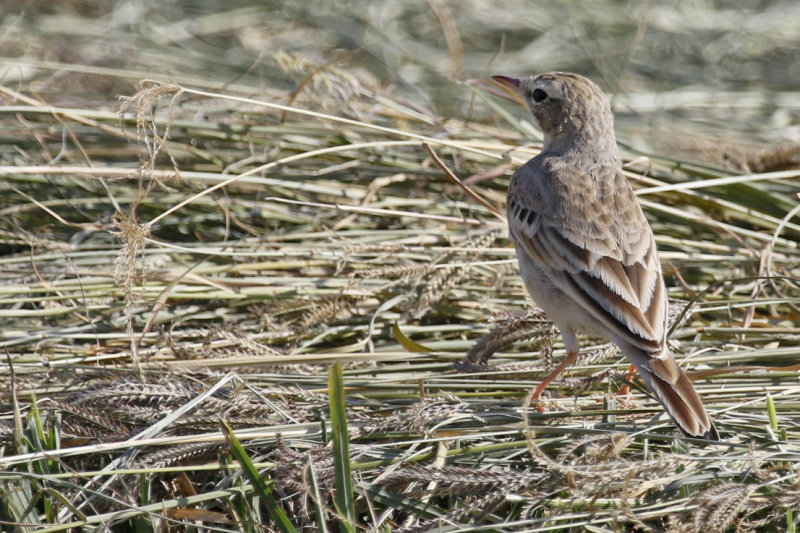 Tawny Pipit (Anthus campestris) Oman - Al Beed Farms 