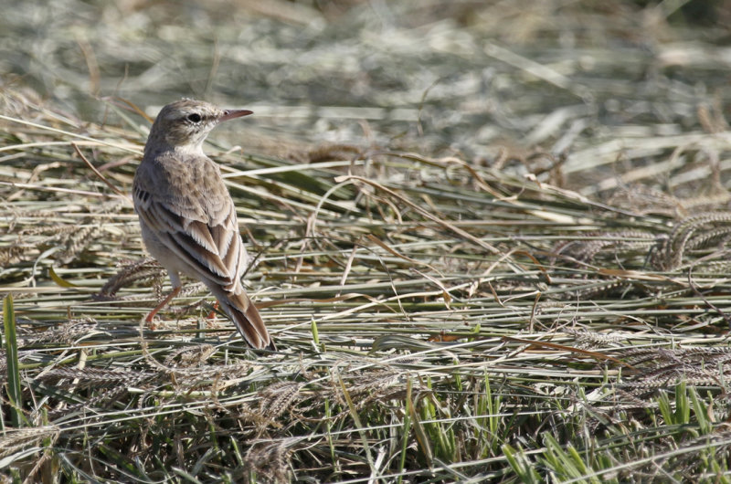 Tawny Pipit (Anthus campestris) Oman - Al Beed Farms