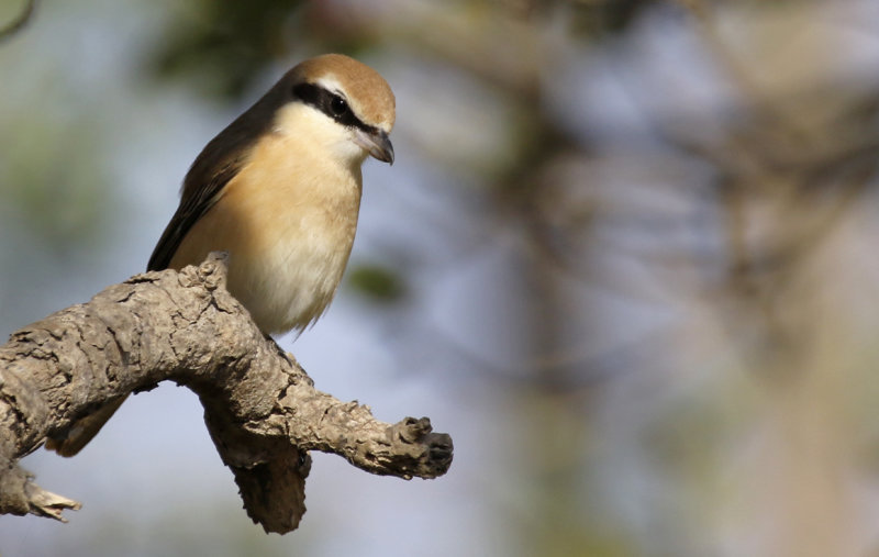 Red-tailed Shrike (Lanius phoenicuroides) Oman - Dhofar - Ayn Hamran