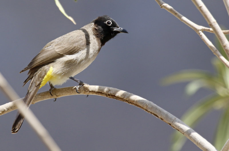 Passeriformes: Pycnonotidae - Bulbuls