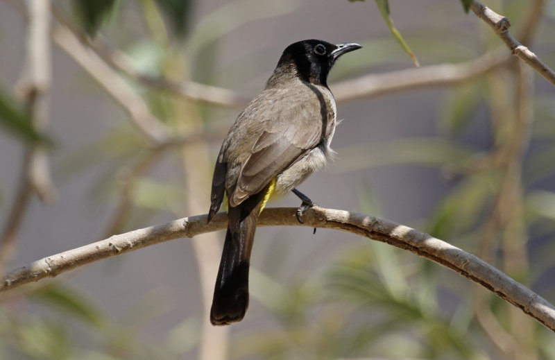 White-spectacled Bulbul (Pycnonotus xanthopygos) Oman - Dhofar - Ayn Hamran