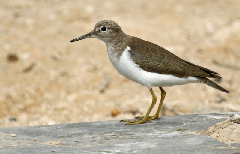 Common Sandpiper (Actitis hypoleucos)