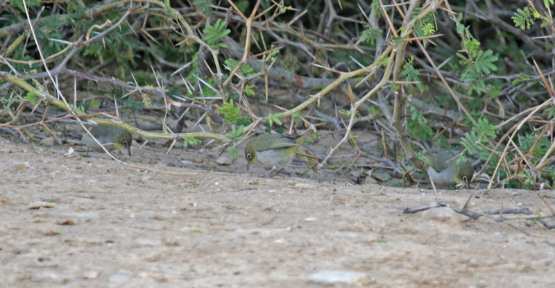 Abyssinian White-eye (Zosterops abyssinicus arabs) Oman - Dhofar - Ayn Hamran