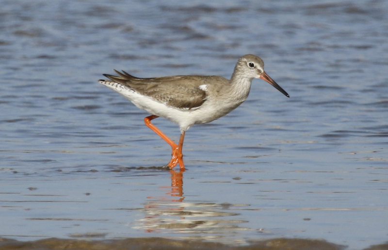 Common Redshank (Tringa totanus) Oman - Muscat - Al Qurm beach