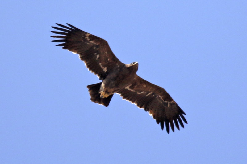 Steppe Eagle (Aquila nipalensis) Oman - Ash Sharqiyah