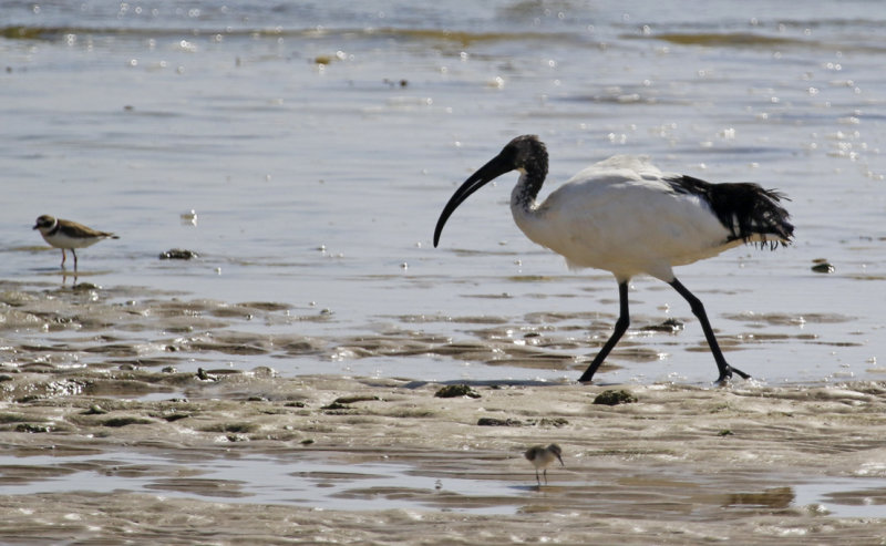 African Sacred Ibis (Threskiornis aethiopicus) Oman - Salalah - Raysut Lagoon